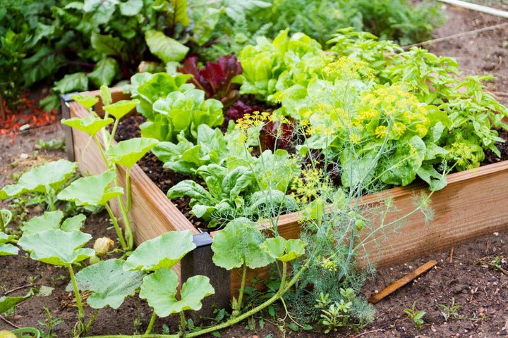 Top 5 Eco-Friendly Gardening Tips