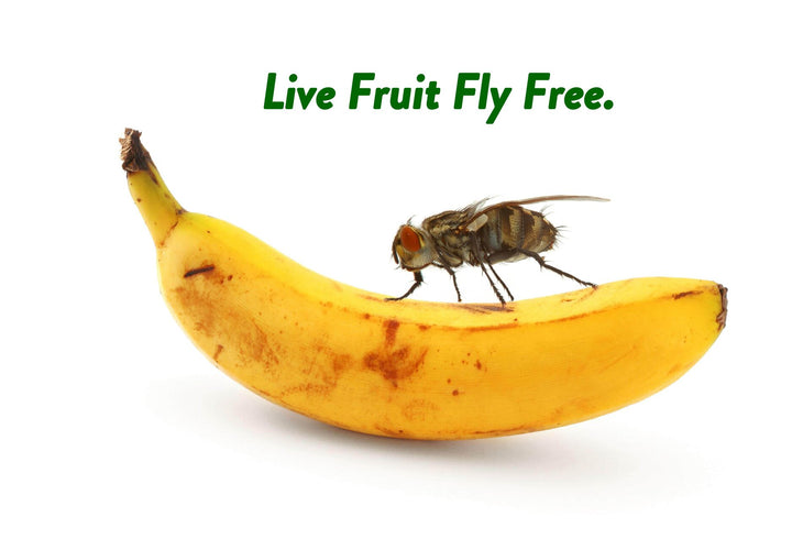 Live Fruit Fly Free